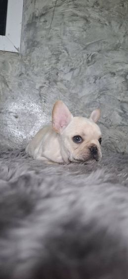 ลูกสุนัขพันธุ์เฟรนช์บูลด็อก รูปที่ 5