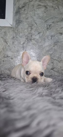 ลูกสุนัขพันธุ์เฟรนช์บูลด็อก รูปที่ 2