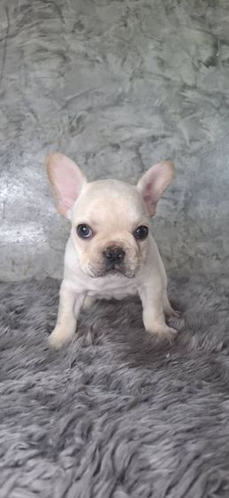 ลูกสุนัขพันธุ์เฟรนช์บูลด็อก