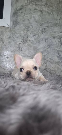 ลูกสุนัขพันธุ์เฟรนช์บูลด็อก รูปที่ 3