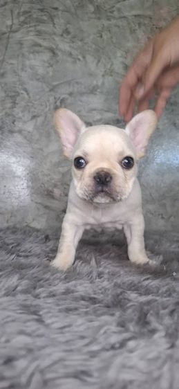 ลูกสุนัขพันธุ์เฟรนช์บูลด็อก รูปที่ 4