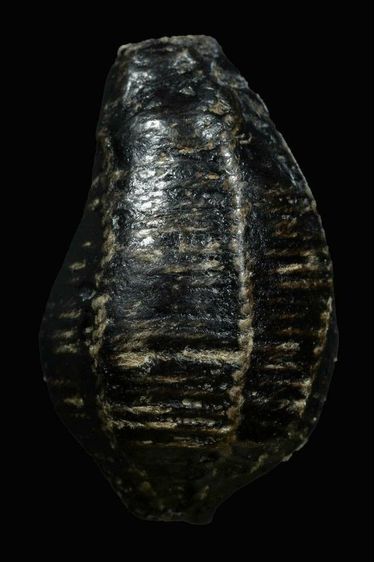 เบี้ยหอยโข่ง วัดหนัง