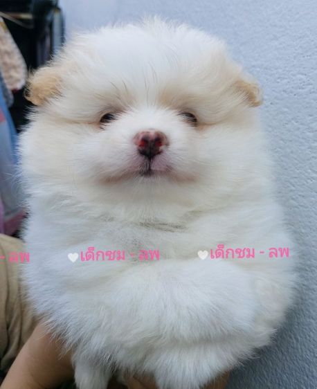 ลูกสุนัขปอม รูปที่ 3
