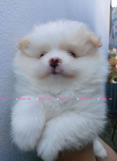 ลูกสุนัขปอม รูปที่ 2