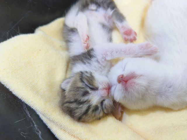 ลูกแมวสก็อตติช รูปที่ 8