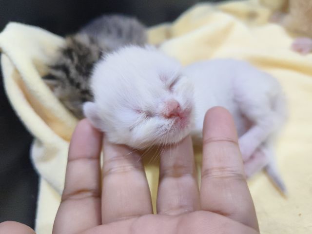 ลูกแมวสก็อตติช รูปที่ 9