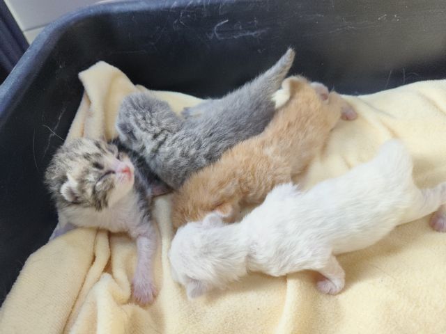 ลูกแมวสก็อตติช รูปที่ 4