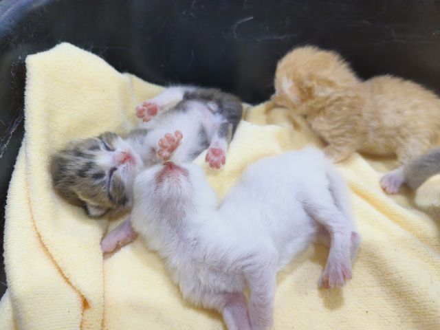 ลูกแมวสก็อตติช รูปที่ 7