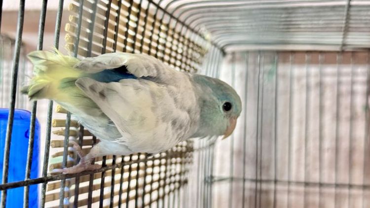 สองสาวสวย เฮฟวี่พายบลูกับเฮฟวี่พายบลูเทอ รูปที่ 5