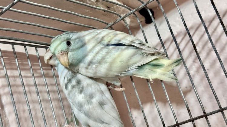 สองสาวสวย เฮฟวี่พายบลูกับเฮฟวี่พายบลูเทอ