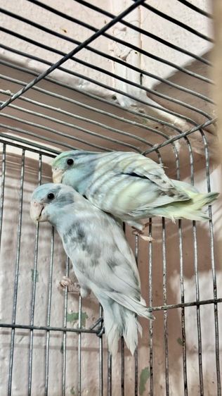 สองสาวสวย เฮฟวี่พายบลูกับเฮฟวี่พายบลูเทอ รูปที่ 3