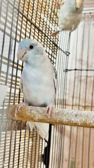 สองสาวสวย เฮฟวี่พายบลูกับเฮฟวี่พายบลูเทอ รูปที่ 2