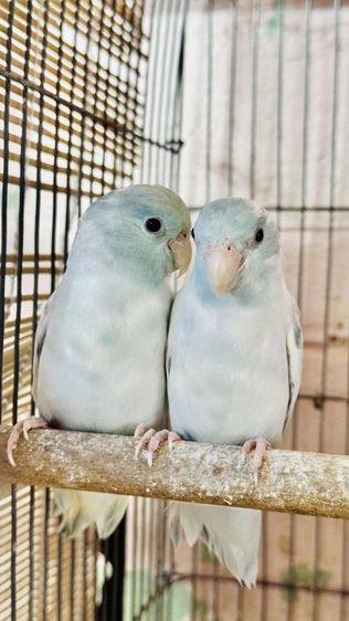 สองสาวสวย เฮฟวี่พายบลูกับเฮฟวี่พายบลูเทอ รูปที่ 4