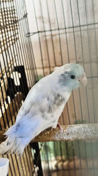 สองสาวสวย เฮฟวี่พายบลูกับเฮฟวี่พายบลูเทอ รูปที่ 6