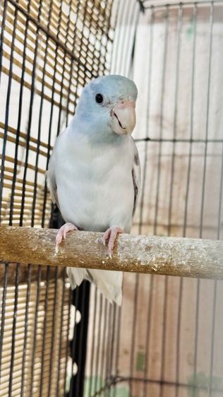 สองสาวสวย เฮฟวี่พายบลูกับเฮฟวี่พายบลูเทอ รูปที่ 7