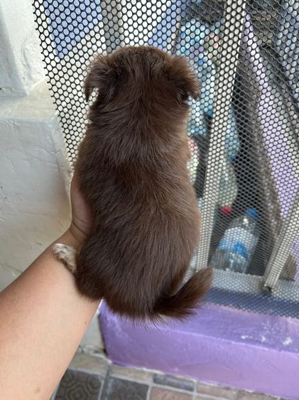 ชิวาวาขนยาวช2ญ2 รูปที่ 2