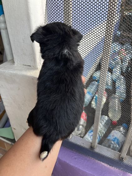 ชิวาวาขนยาวช2ญ2 รูปที่ 4