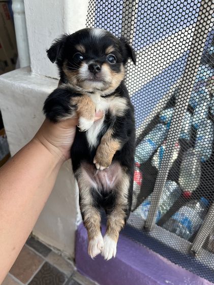 ชิวาวาขนยาวช2ญ2 รูปที่ 3