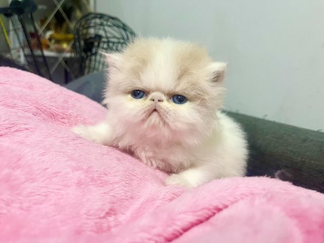 เอ๊กโซติกขนยาวคะ รูปที่ 2