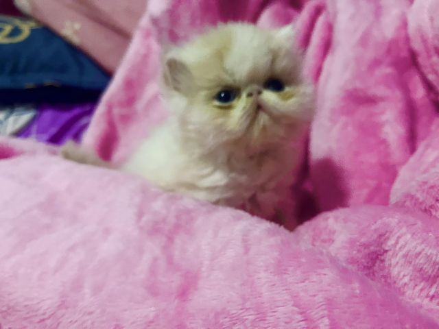 เอ๊กโซติกขนยาวคะ รูปที่ 3