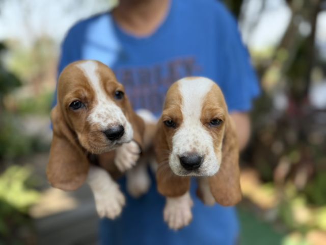 ลูกเสือบาสเซ็ตฮาวด์ รูปที่ 3