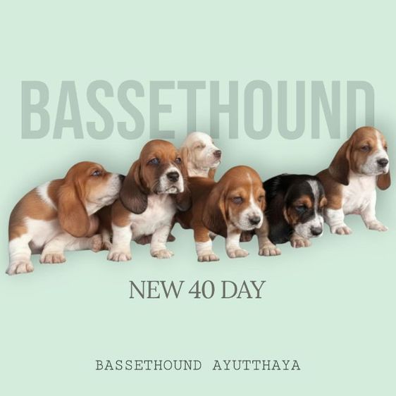 ลูกเสือบาสเซ็ตฮาวด์ รูปที่ 5