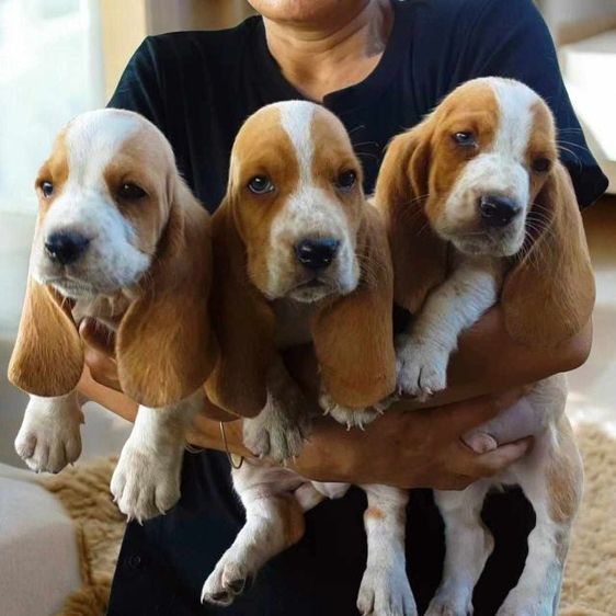 ลูกเสือบาสเซ็ตฮาวด์