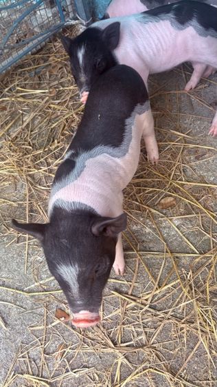 หมูเคระ รูปที่ 3