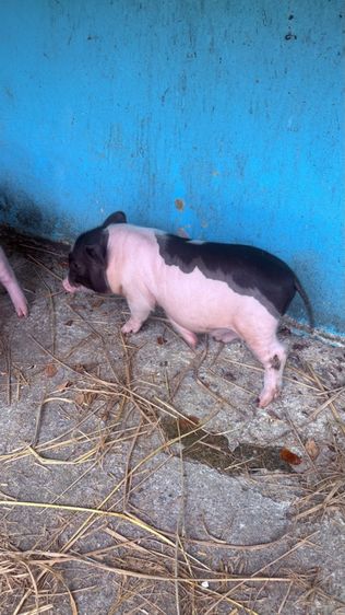 หมูเคระ