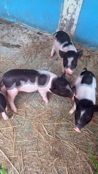 หมูเคระ รูปที่ 2