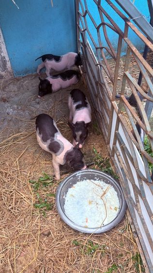 หมูเคระ รูปที่ 4