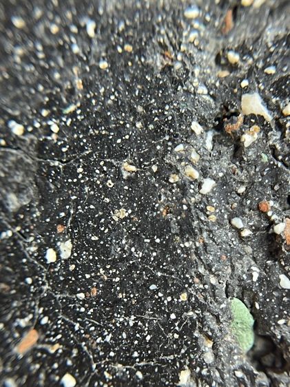 พระสมเด็จพิมพ์ใหม่หลังปริเนื้อใบลาน รูปที่ 11