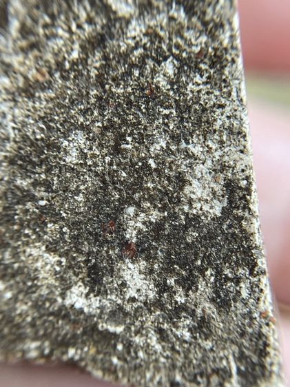 พระสมเด็จนางพญาพิมพ์กรูวัดกลางคลองข่อย รูปที่ 11