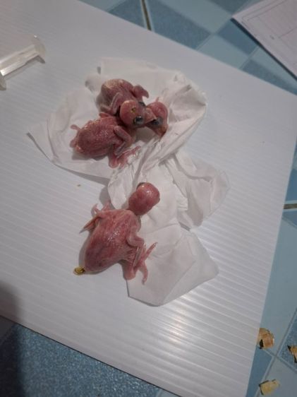 ลูกป้อนฟอพัส รูปที่ 2