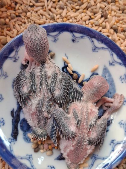 ลูกป้อนฟอพัส รูปที่ 3