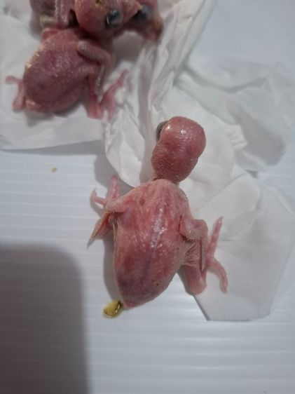 ลูกป้อนฟอพัส