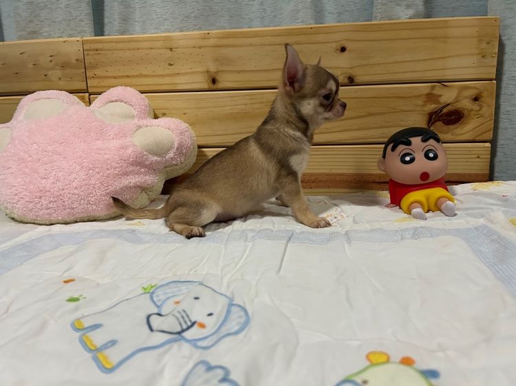 ชิวาวา  รูปที่ 3