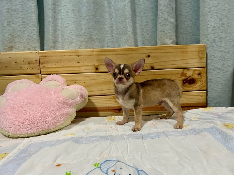 ชิวาวา (Chihuahua) เล็ก ชิวาวา 