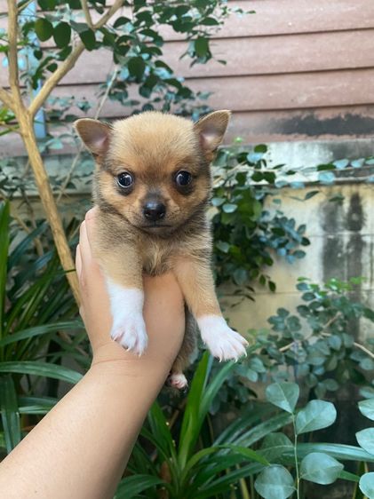 น้องชิวาว่า เล็กจิ๋ว รูปที่ 7