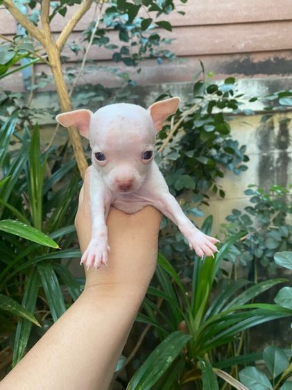 น้องชิวาว่า เล็กจิ๋ว