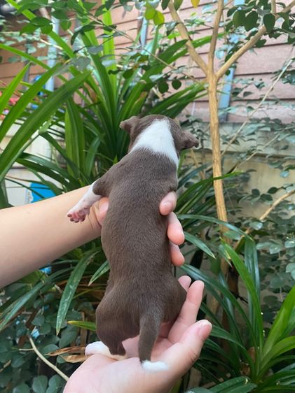 น้องชิวาว่า เล็กจิ๋ว รูปที่ 6