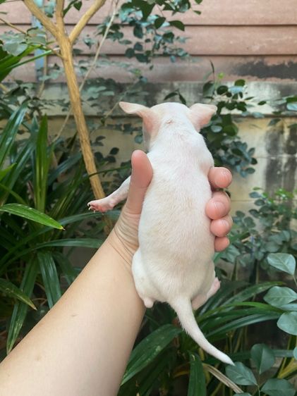 น้องชิวาว่า เล็กจิ๋ว รูปที่ 3