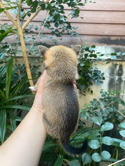 น้องชิวาว่า เล็กจิ๋ว รูปที่ 9