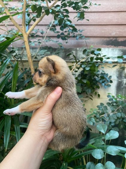 น้องชิวาว่า เล็กจิ๋ว รูปที่ 8