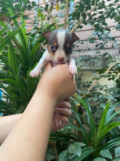 น้องชิวาว่า เล็กจิ๋ว รูปที่ 4