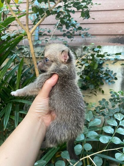 น้องชิวาว่า เล็กจิ๋ว รูปที่ 11