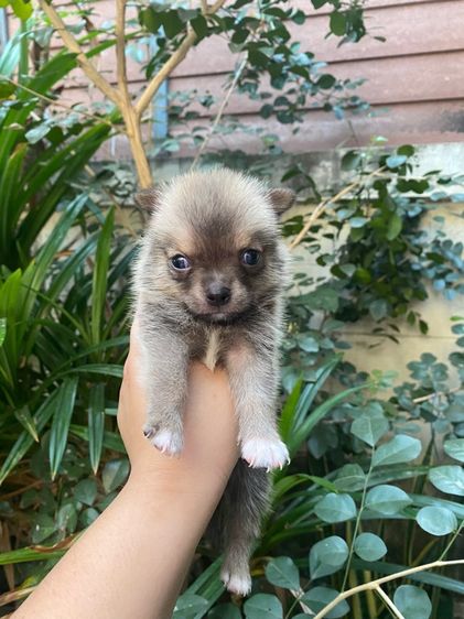 น้องชิวาว่า เล็กจิ๋ว รูปที่ 10