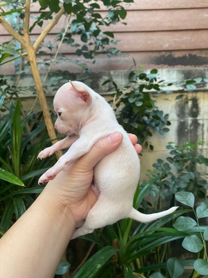 น้องชิวาว่า เล็กจิ๋ว รูปที่ 2
