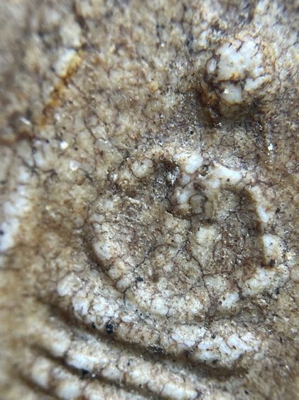 พระสมเด็จพิมพ์เกศชโยหกชั้นเนื้อแตกลายเก่า รูปที่ 7