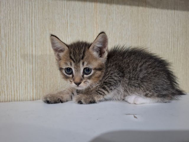 ลูกครึ่งเปอร์เซียบริติช รูปที่ 6